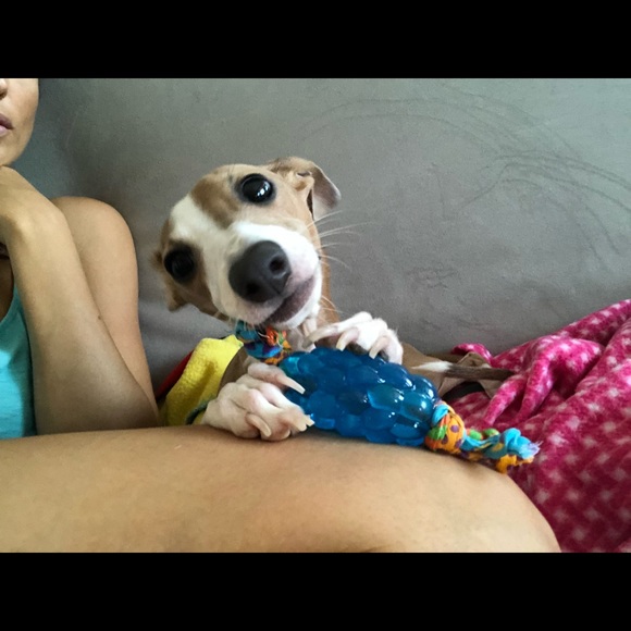 Meet your Posher, Bianca - Picture 2 of 3